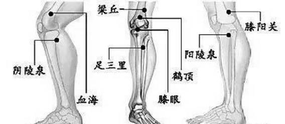 膝关节养护说明书,爱护关节,远离关节炎,滑膜炎,骨质